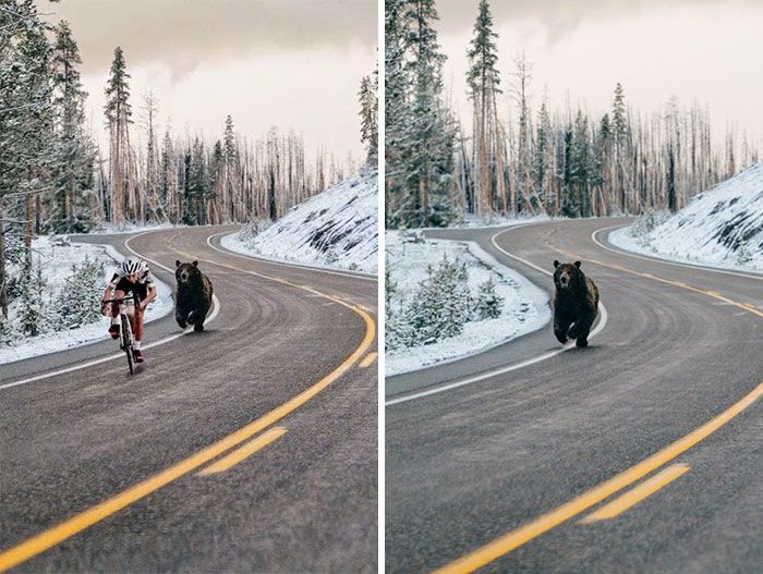 cyclist being chased by bear